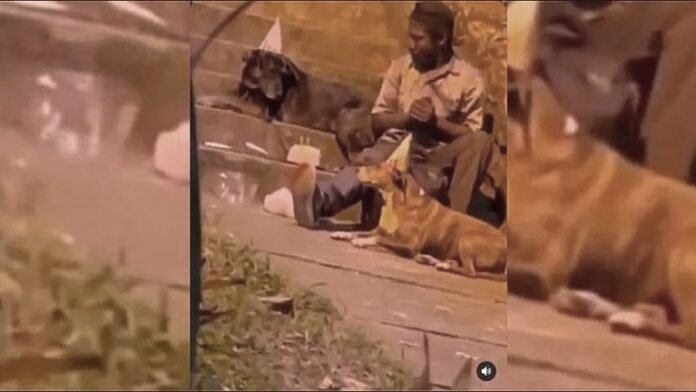 Emotivo video: habitante de calle de Bucaramanga le celebra el cumpleaños a sus perros